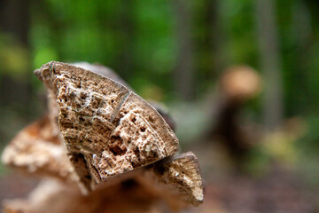 Macro of a broken piece of wood