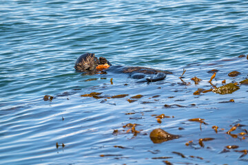Southern Sea Otter (Enhydra lutris nereis) eating a crab