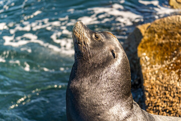 Obraz premium Portrfrait of a sea lion. 