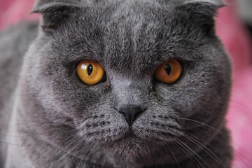 A fat gray cat. Fat cat close-up on pink background. The Scottish fold breed.