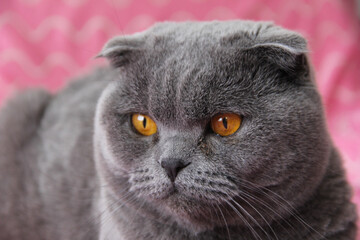 A fat gray cat. Fat cat close-up on pink background. The Scottish fold breed.