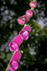 Digitalis purpurea flower Dedadela or digitalis bottom view with detail of the pollinating hairs