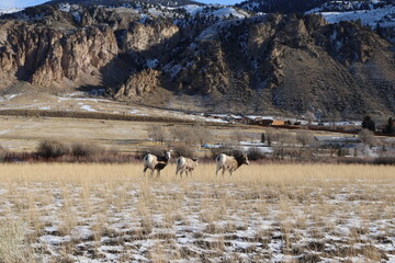 Bighorn Sheep in the Mountains 