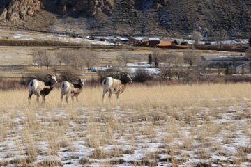 Bighorn Sheep in the Mountains 