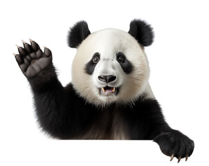 Naklejka premium A majestic mammal, the panda, stands tall with its paw raised, its soft fur and curious snout embodying the wild beauty of nature