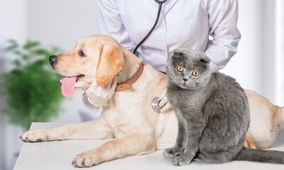 Vet doctor with dog and cat in clinic