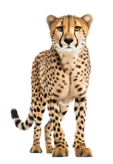 A fierce and elegant cheetah stands tall against a dark void, its majestic presence radiating untamed power and primal beauty through its whiskers, snout, and feline grace
