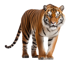 A fierce feline, adorned with snout and whiskers, dominates the darkness as the embodiment of untamed wildlife