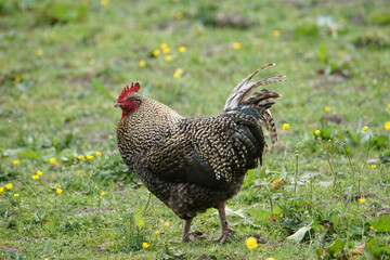 Scots Dumpy also known as Bakies, Crawlers and Creepies Chicken in Lothersdale, North Yorkshire, England, UK
