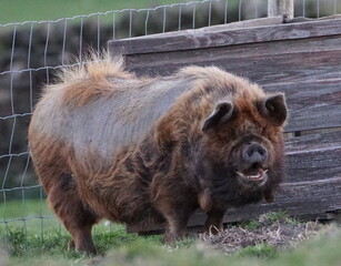 Kunekune pig (originally kept by Maoris in New Zealand) at Lothersdale, North Yorkshire, England, UK