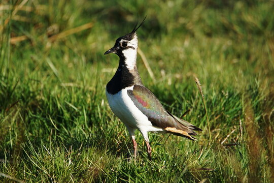 Lapwing (Vanellus vanellus) with its peewit sounding call, near Lothersdale, North Yorkshire, England, UK