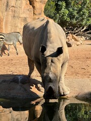rhino in the wild - obrazy, fototapety, plakaty