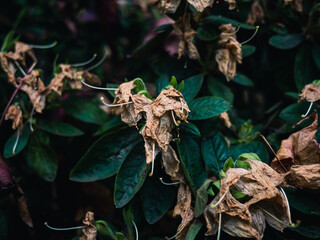 Wilted flowers in the park