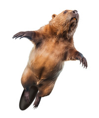 Floating Beaver swimming in the air - obrazy, fototapety, plakaty