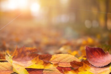 Red autumn dry leaf glows. Fallen foliage