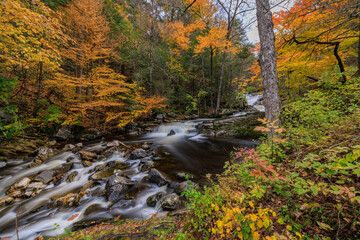 Scenic stream flowing through forest with colorful trees and foliage