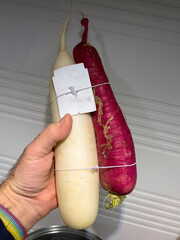 Against a kitchen backdrop, a male hand confidently grips a red and white radish, showcasing its...