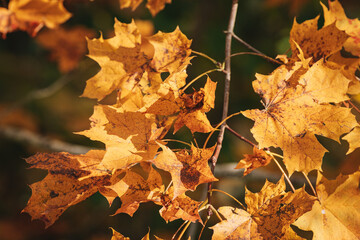leaves