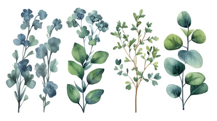Vector elements set collection of tropical green eucalyptus in Watercolor style. 