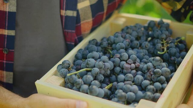Close-up view of a vintner standing with a crate of black grapes on the Wineyard