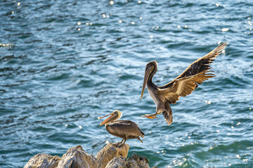 American brown pelicans, Point Lobos State Natural Reserve