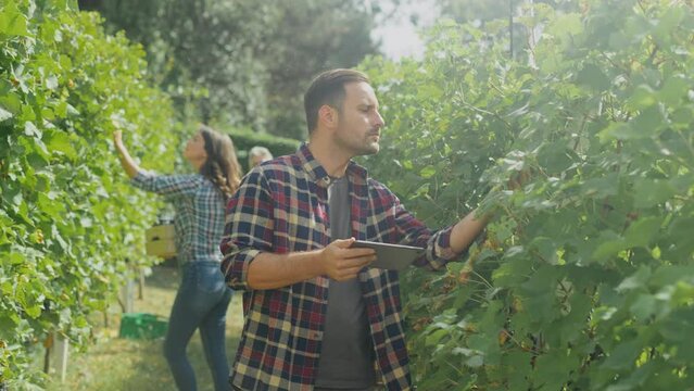 Man farmer using tablet for checking his grapes traceability and growing for the production. Woman working in the background