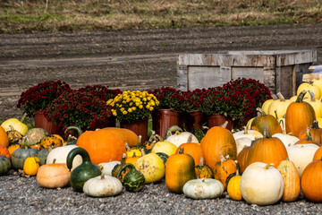 pumpkins and gourds