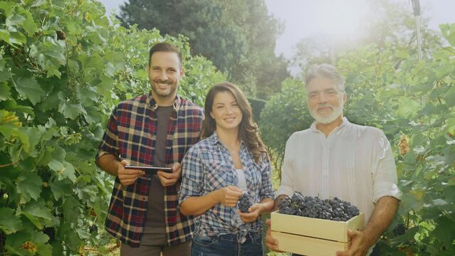 Portrait Of Team Of Graper Pickers At Harvest Working In Wineyard Producing Wine. Checking Grape Quality With Digital Tablet
