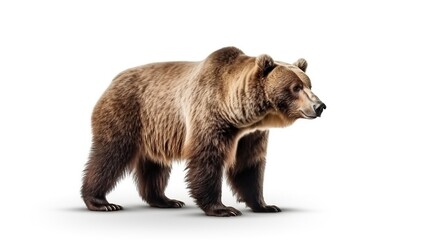 Obraz premium Big male brown bear animal on white background. AI generated image