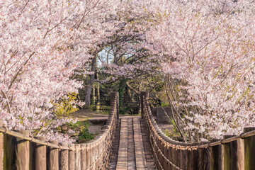満開の桜のトンネルと吊り橋