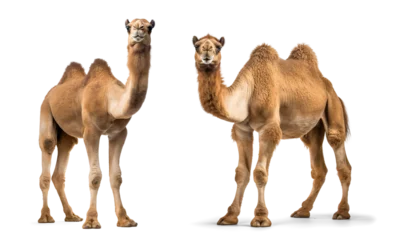 Türaufkleber Two Bactrian Camels portrait on isolated background © FP Creative Stock