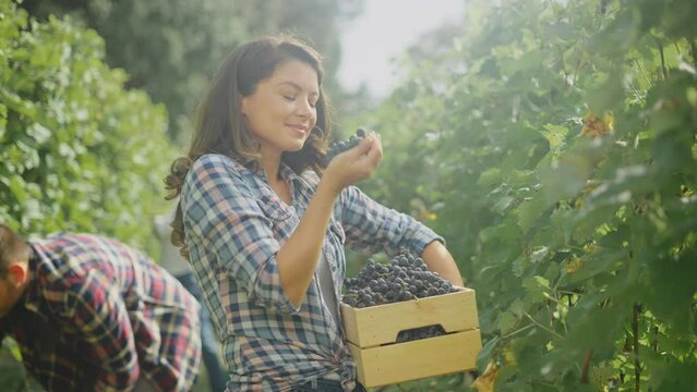 Woman winemaker picking up black ripe grapes, sniffing them happily and putting them on the crate