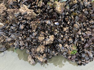 Sea Clams on the Rocks