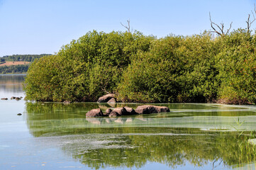 Environmental problem with green algal bloom in the water, reflections of the trees and blue sky at Lake Finjasjön outside of Hässleholm in Sweden.