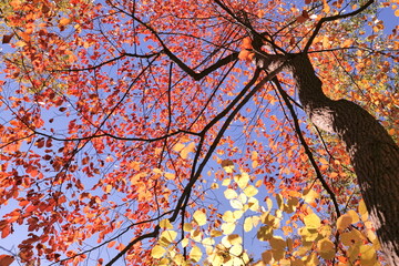 Multi-colored foliage in the autumn forest. Delaware (USA).