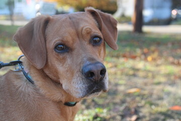 Mix breed dog - 34% American Pitbull Terrier, 13% Cocker Spaniel, 9% Boxer, 6% Siberian Husky, 6% Chihuahua, 5% Beagle, 4% German Shepherd, 4% Chinese Sharpei, 3% American Staffordshire, & 3% Collie