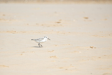 Sandpiper