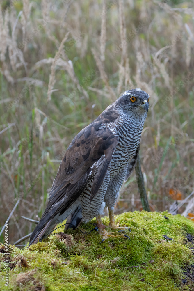 Wall mural peregrine falcon (falco peregrinus) perched on branch in front of pine trees-shallow depth of field