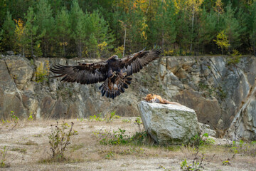 Golden eagle, aquila chrysaetos, standing on a dead fox and feeding with its flash in autumn nature. Wild bird of prey tearing pieces of a kill on a dry grass in autumn nature with blurred background.