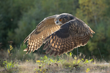 The great eagle owl (Bubo bubo) is a large species of owl in the Strigidae family. It is the largest European owl.