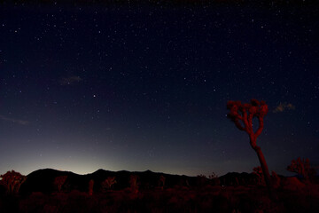Joshua Tree National Park Starry Night Sky