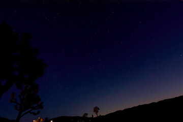 Naklejka premium Joshua Tree National Park Starry Night Sky