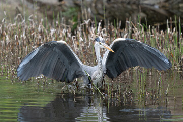 Grey Heron, Ardea cinerea, in the water, blurred grass in background.
