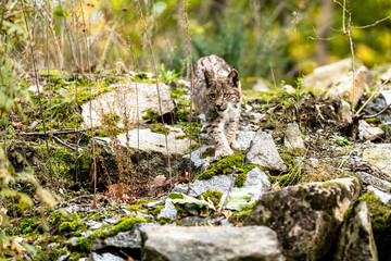 Lynx in green forest with tree trunk. Wildlife scene from nature. Playing Eurasian lynx, animal behaviour in habitat. Wild cat from Germany. Wild Bobcat between the trees