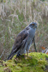 Peregrine Falcon (Falco Peregrinus) Perched on Branch in Front of Pine Trees-Shallow Depth of Field