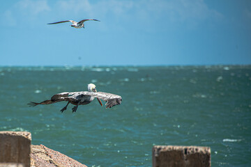 Pelican in flight