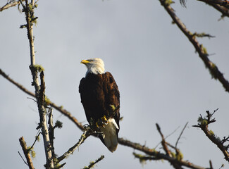 BIRDS- Washington- Close Up of a Wild American Bald Eagle Perched on a Bare Branch