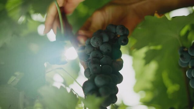 Extreme close-up view of a farmer picking up a bunch of black grapes from the Wineyard against the sun