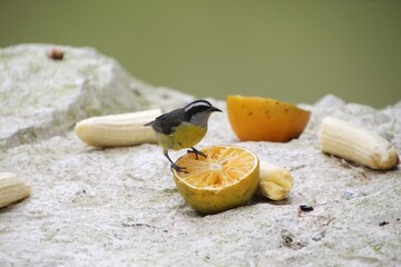 ave – cambacica - Coereba flaveola  