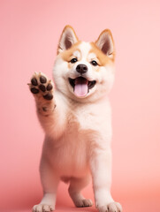 small cute Akita puppy on pink background